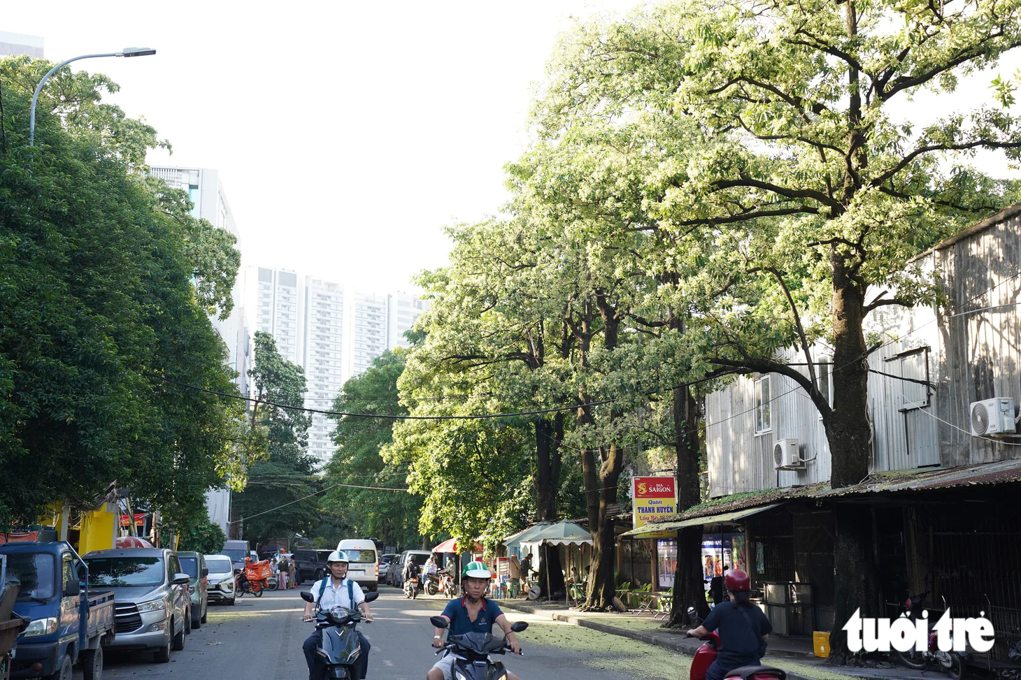 Con đường hoa sữa thơm nức giữa lòng TP.HCM - Ảnh 1.