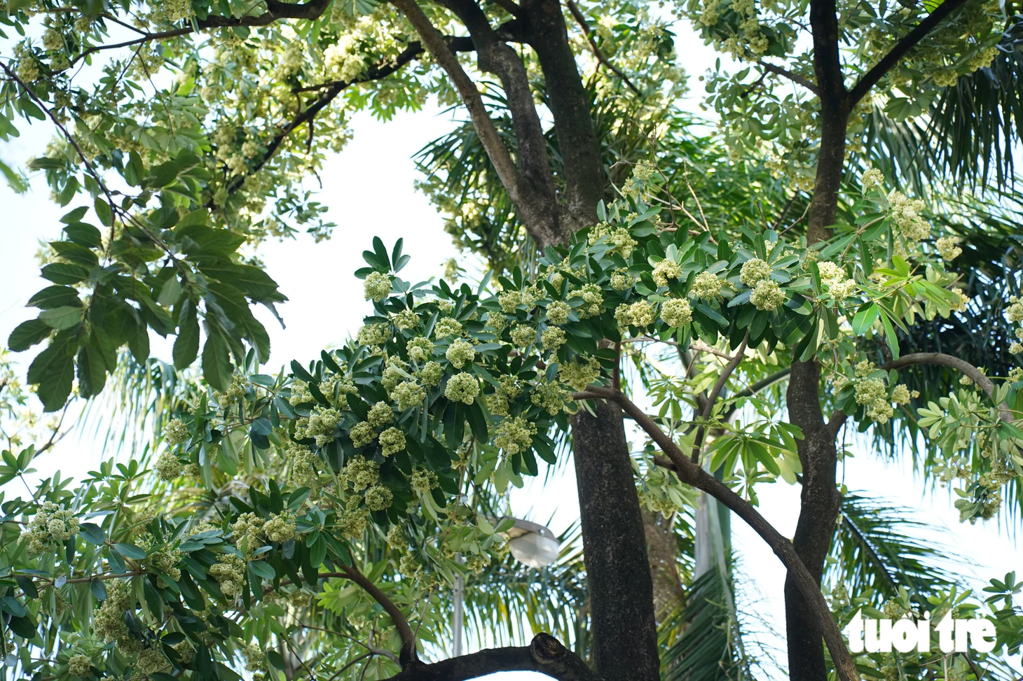 Con đường hoa sữa thơm nức giữa lòng TP.HCM - Ảnh 2.