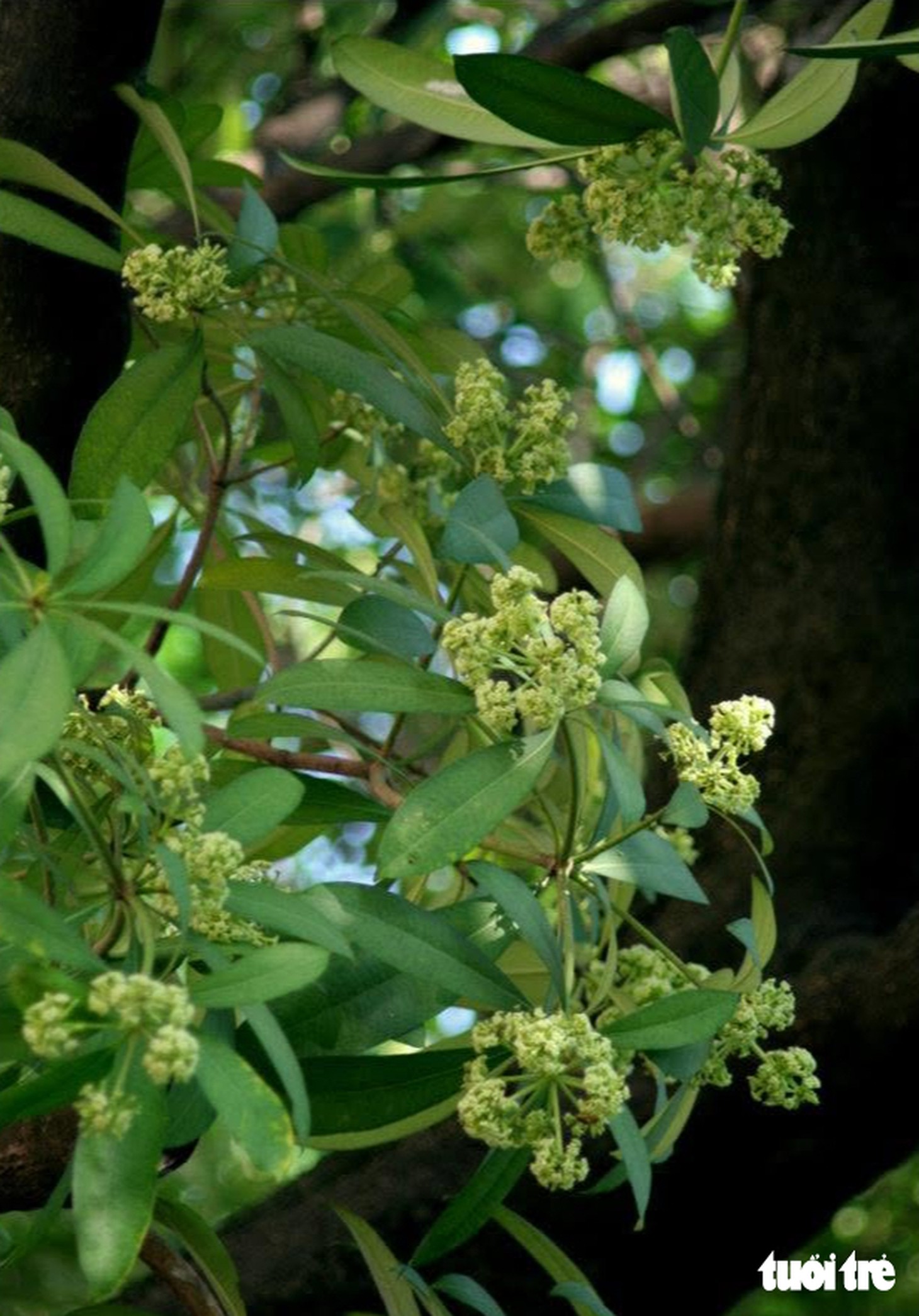 Tội nghiệp hoa sữa! - Ảnh 4.