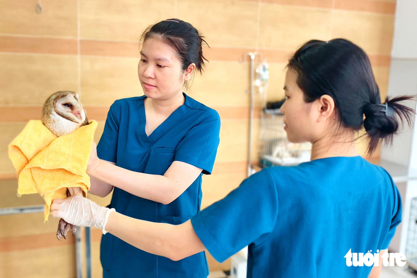 Cú lợn bị cắt lông cánh, không thể bay, được Kiểm lâm TP.HCM tiếp nhận cứu hộ - Ảnh 2.