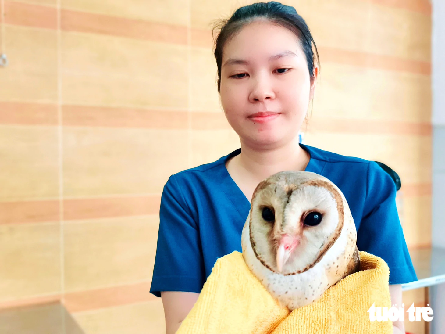 Cú lợn bị cắt lông cánh, không thể bay, được Kiểm lâm TP.HCM tiếp nhận cứu hộ - Ảnh 8.