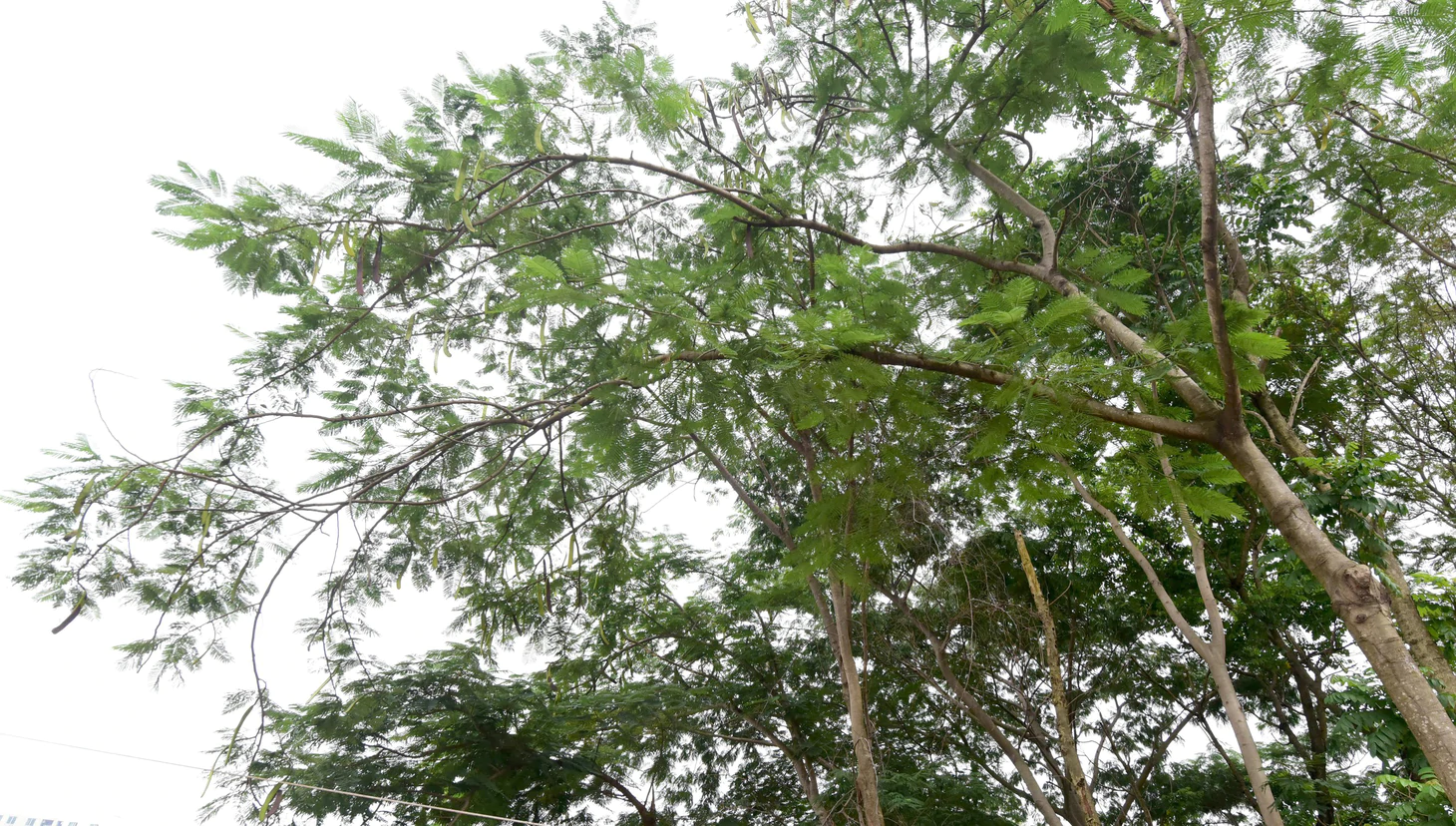 Sau vụ cây phượng ngã chết người tại TP.HCM, cây nào bị cấm trồng trên đường phố? - Ảnh 1.