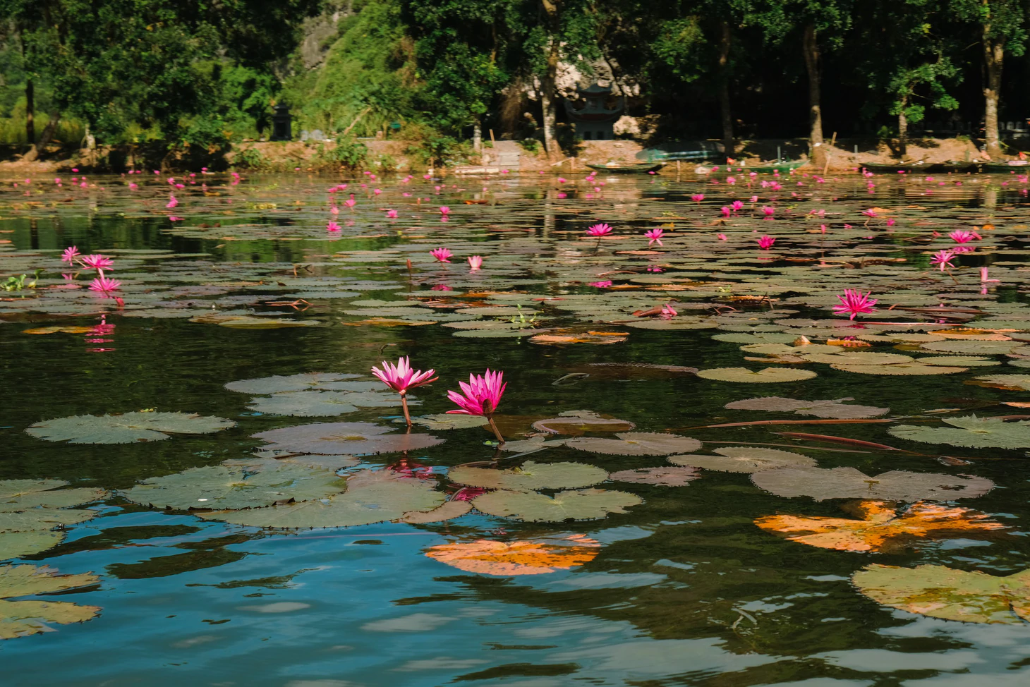 Về Ninh Bình, ngắm cò, hạc, le le… bay rợp trời ở Thung Nham - Ảnh 15.