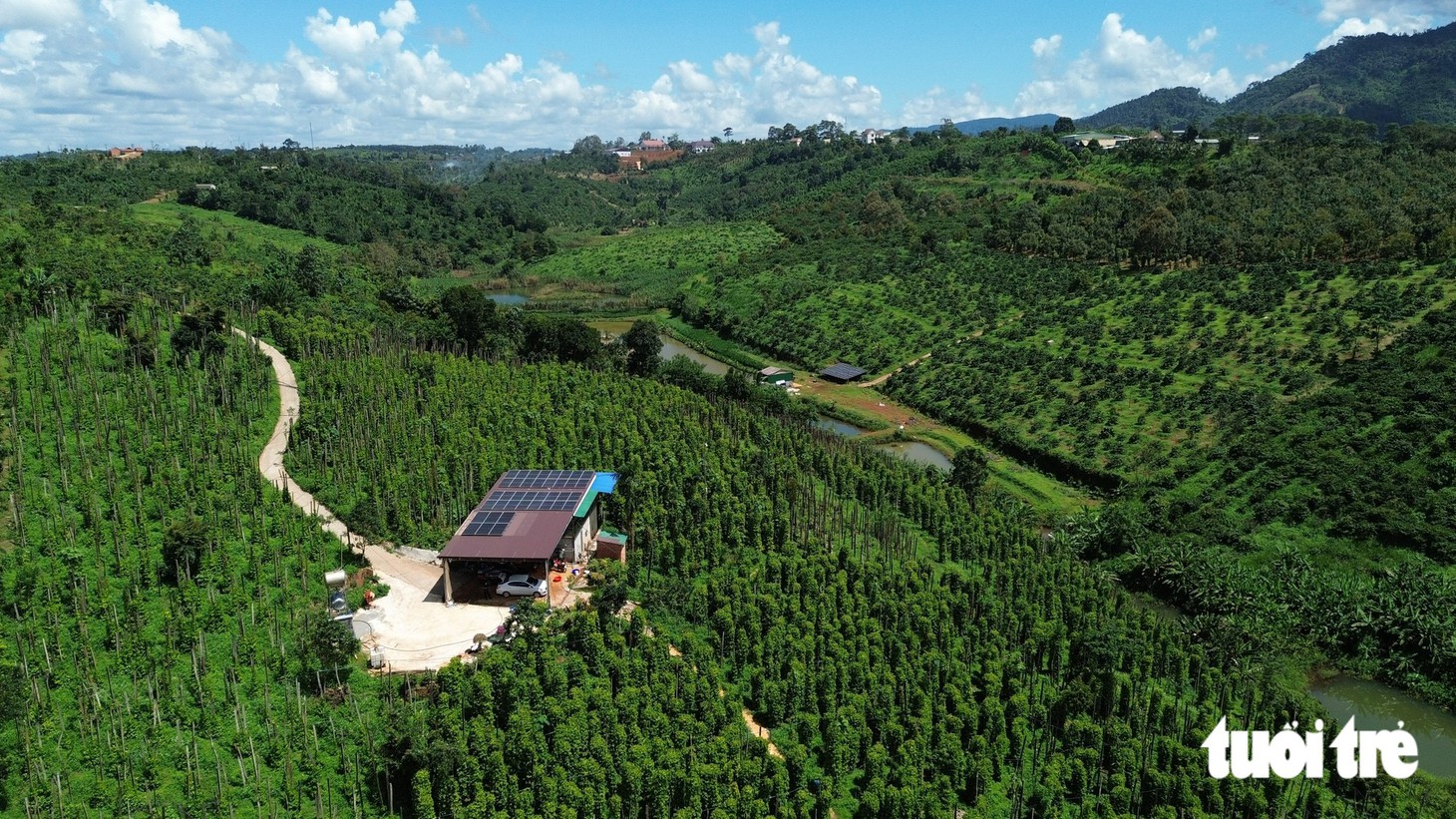Gặp 'cha đẻ' của tiêu Tùng Linh và khát vọng nâng tầm thương hiệu hồ tiêu
Việt - Ảnh
3.