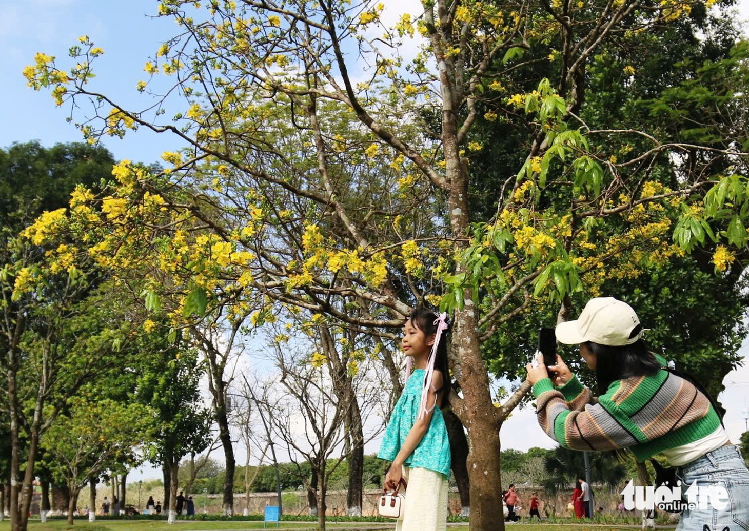 Đường hoàng mai xứ Huế thắm sắc xuân - Ảnh 2.