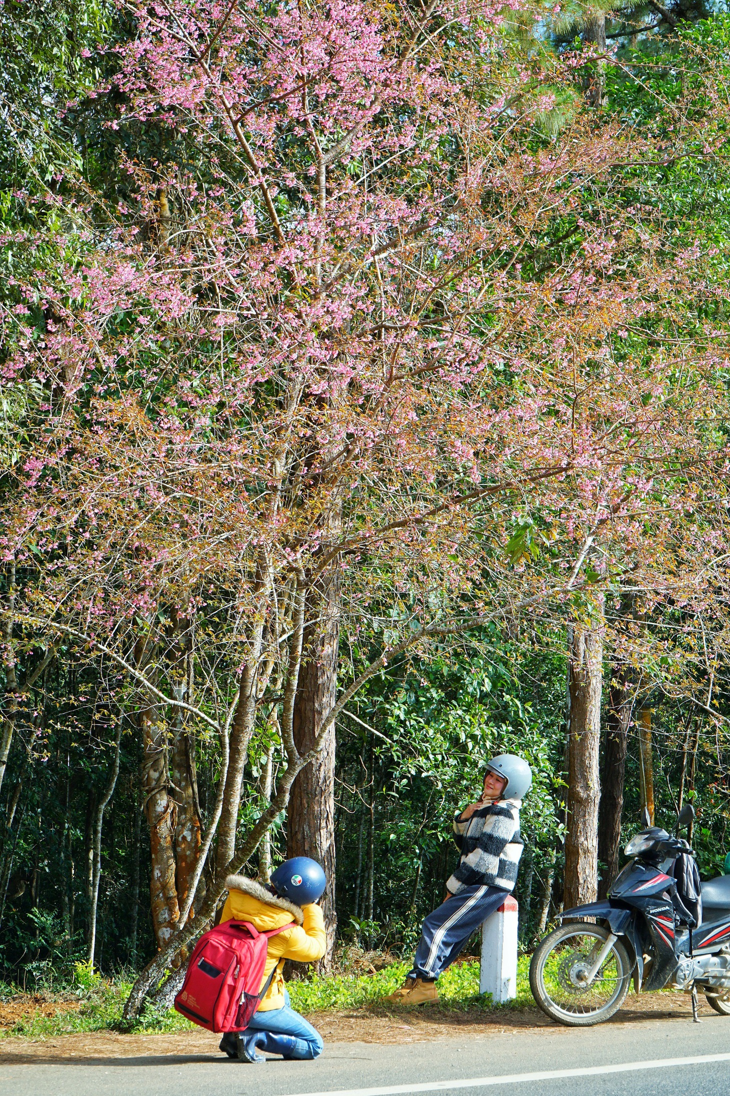 măng đen - Ảnh 4.