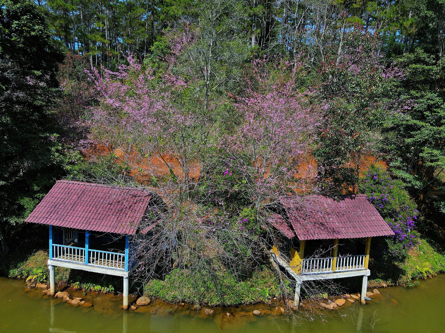 măng đen - Ảnh 6.