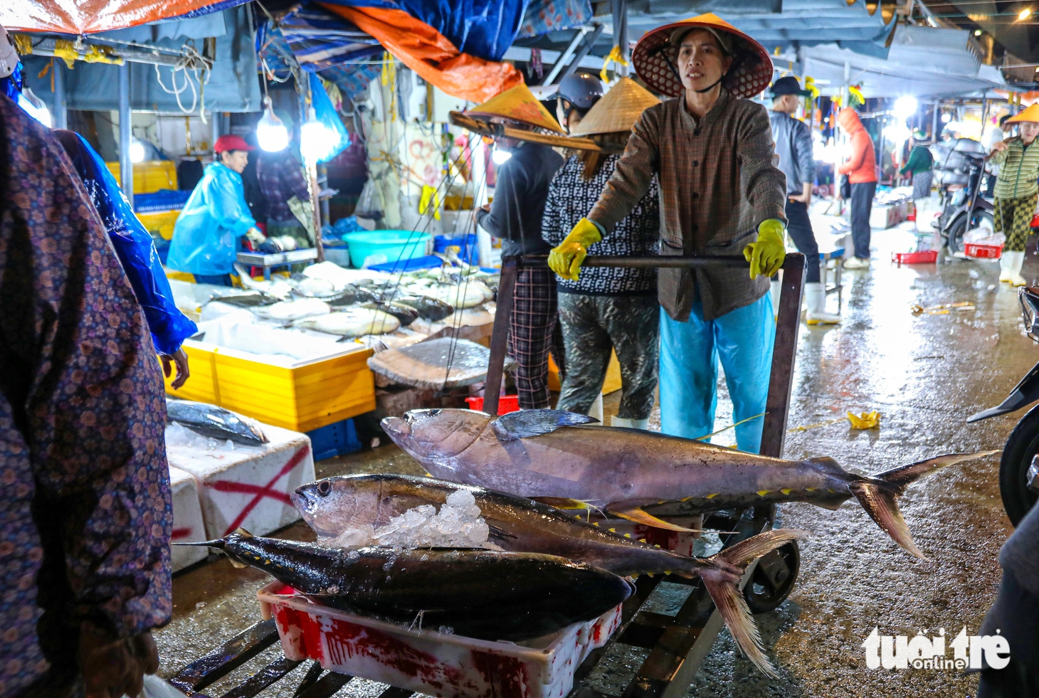 Những mẻ 'cá vàng' cuối năm tại cảng cá lớn nhất miền Trung - Ảnh 4.