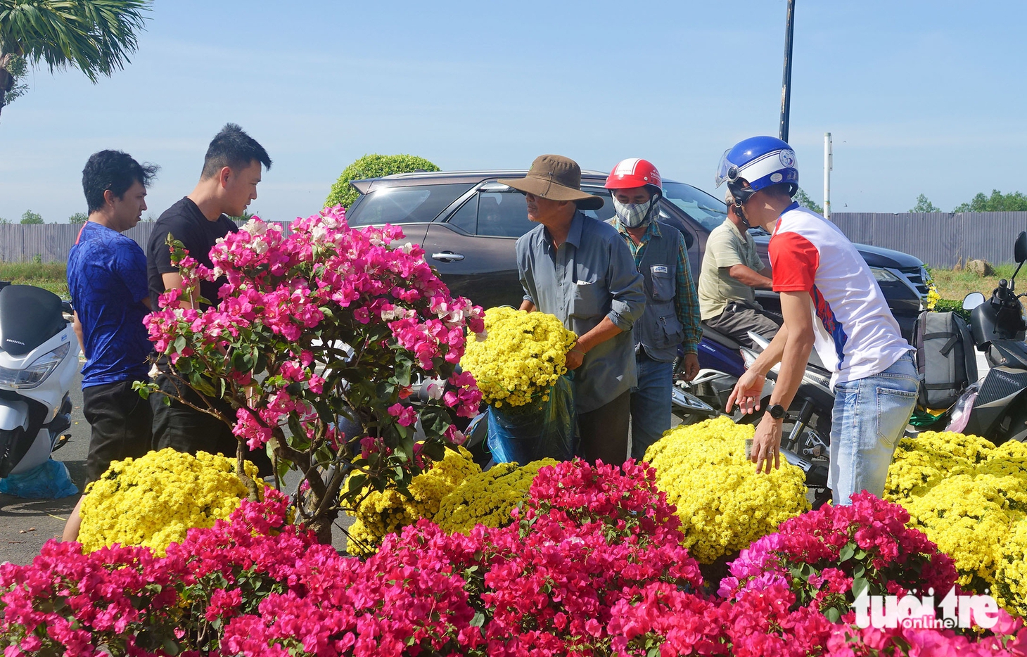 Hoa mai vàng, hoa giấy, quất và dưa hấu trưng Tết ở An Giang giảm giá sốc 50% - Ảnh 1.