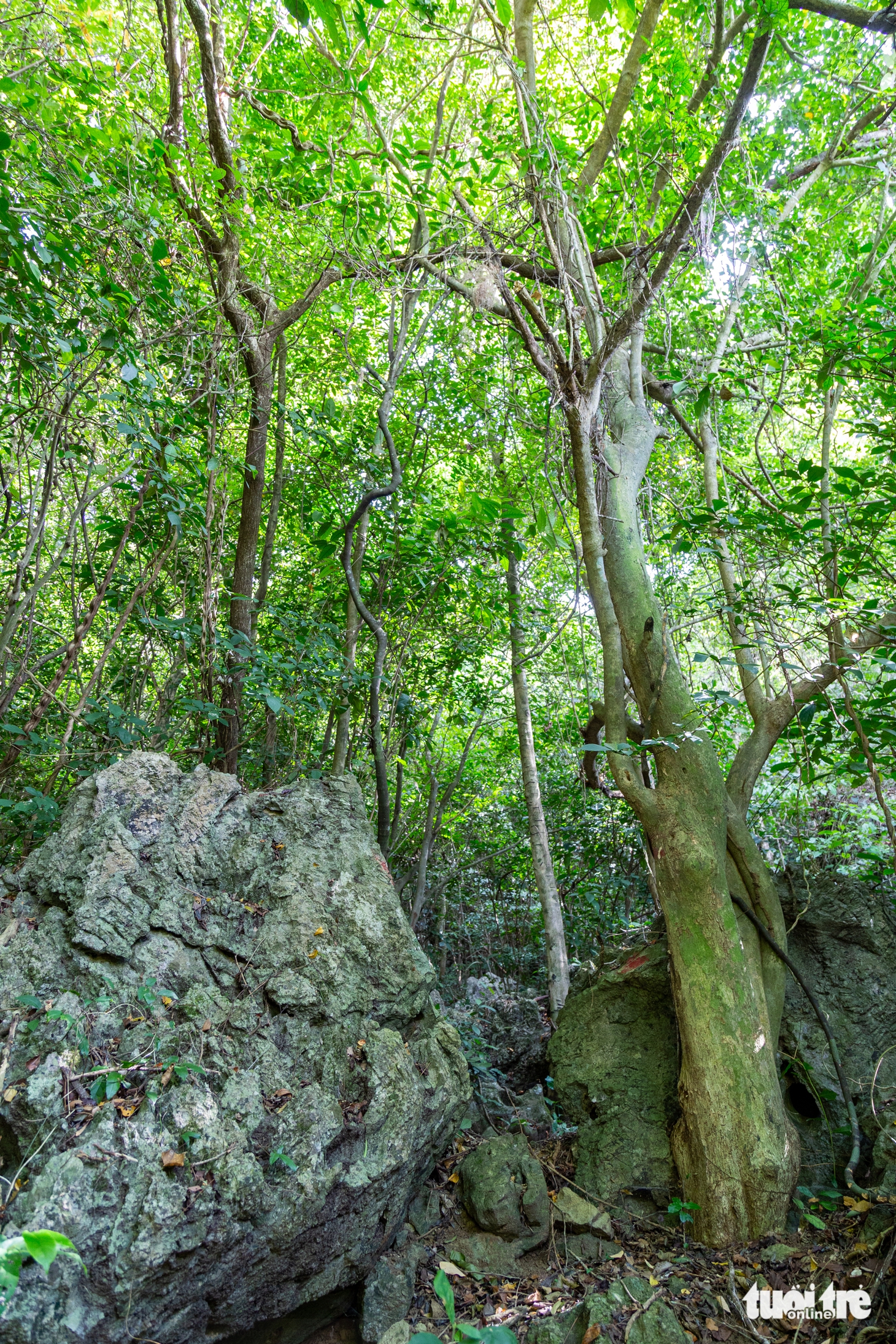 rockpile - Ảnh 8.