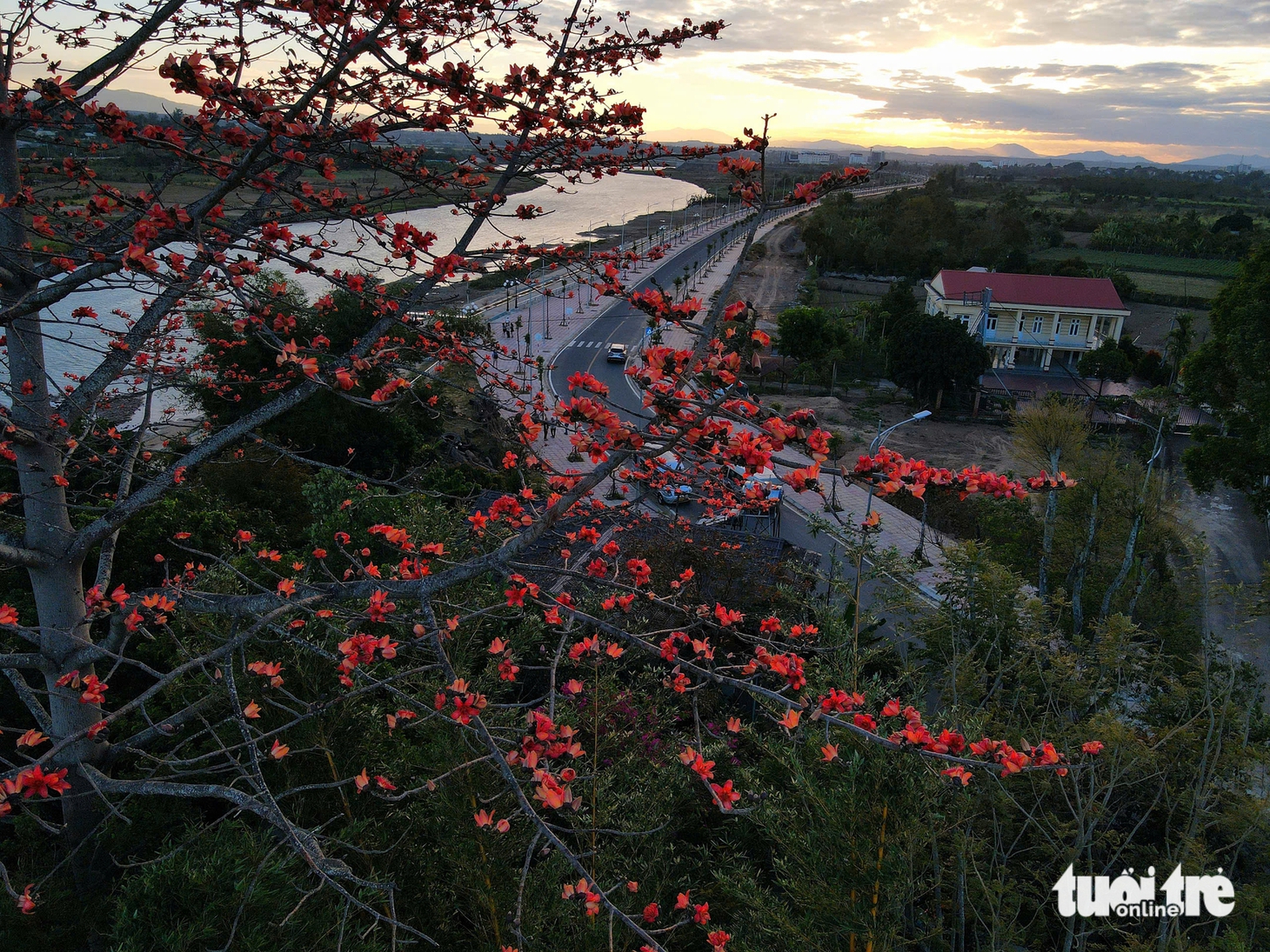 hoa pơ lang - Ảnh 3.