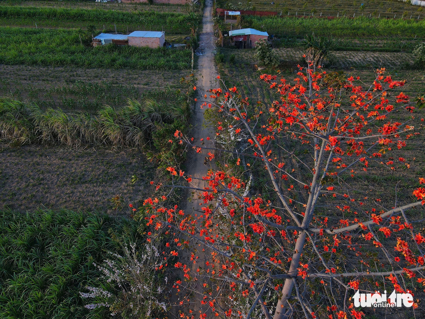 hoa pơ lang - Ảnh 5.