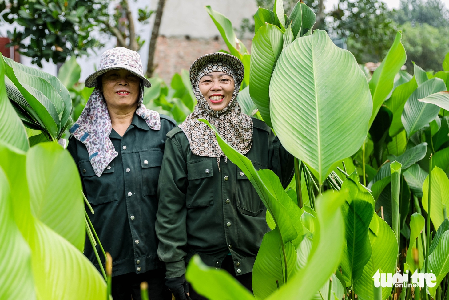 lá dong - Ảnh 4.