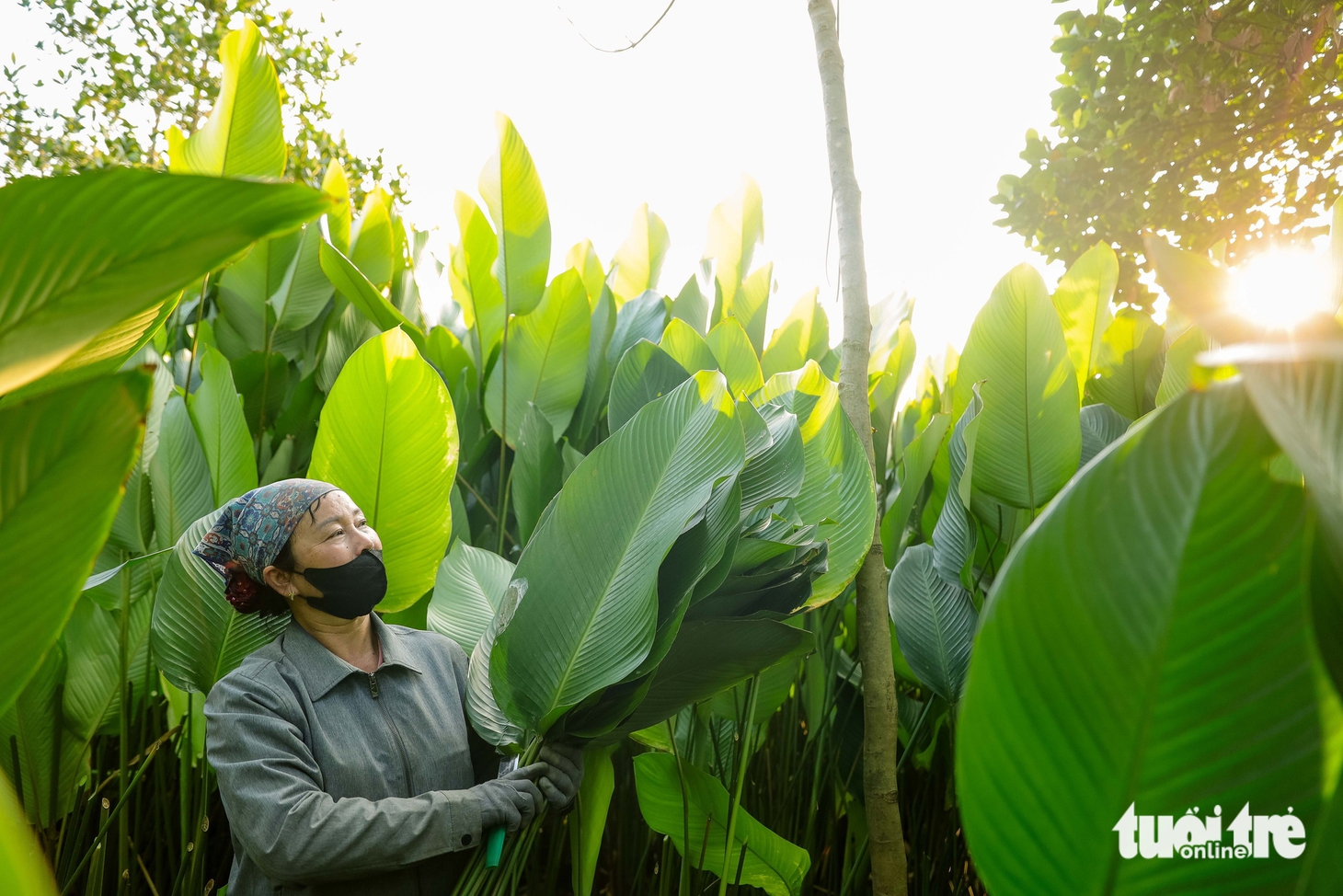 lá dong - Ảnh 9.