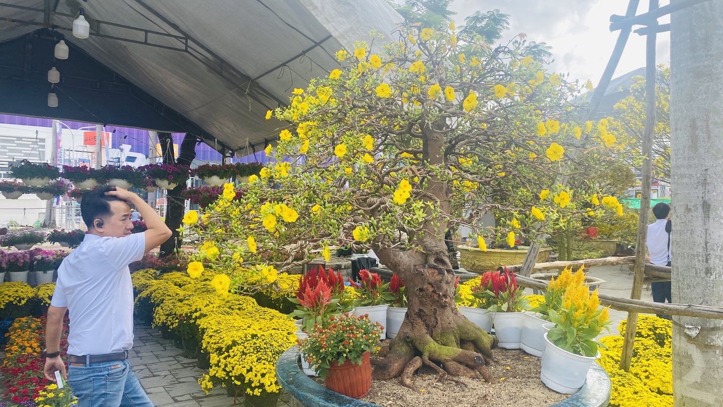 Chợ mai xuân Đà Nẵng thưa vắng những 'anh tài' - Ảnh 7.