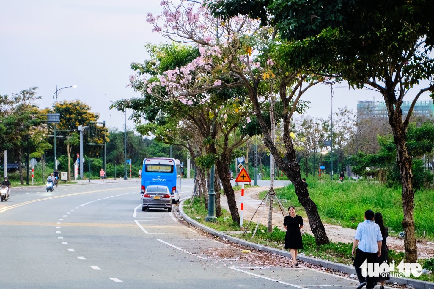 Hoa kèn hồng nở rộ tại nhiều tuyến đường ở TP.HCM - Ảnh 10.