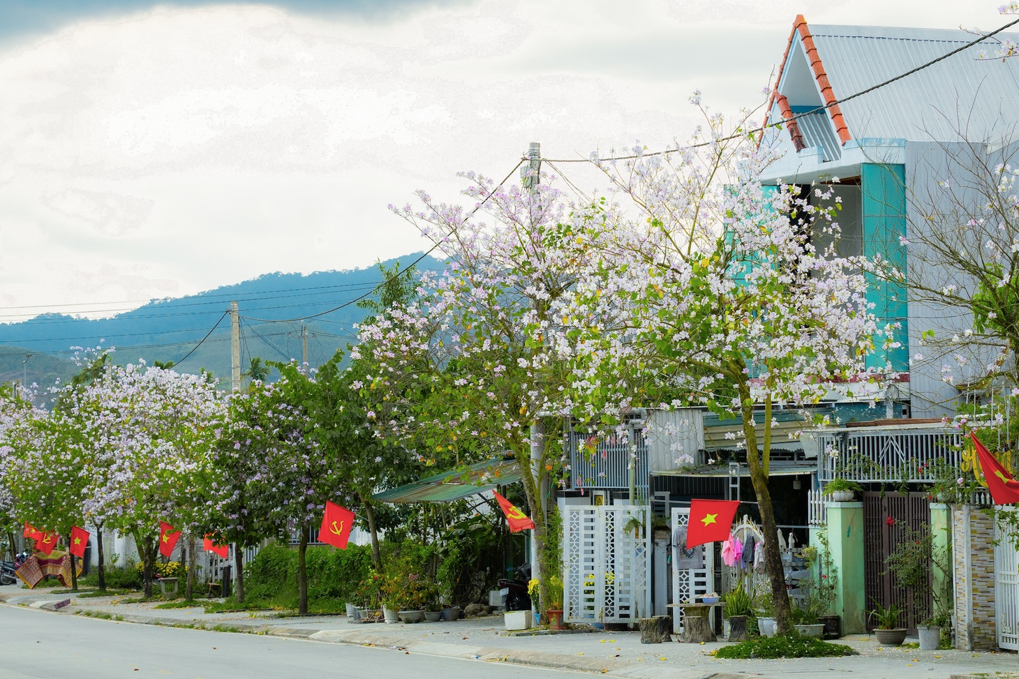 hoa ban - Ảnh 2.