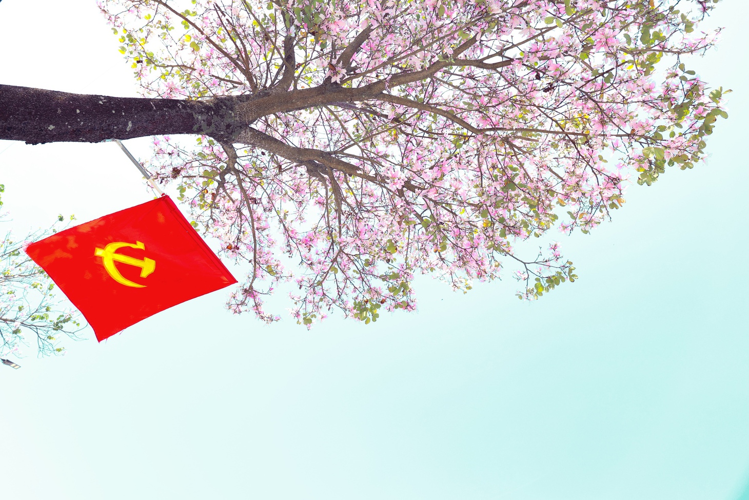 Hoa ban tím nở rộ ở A Lưới, 'kéo' Tây Bắc về xứ Huế - Ảnh 1.