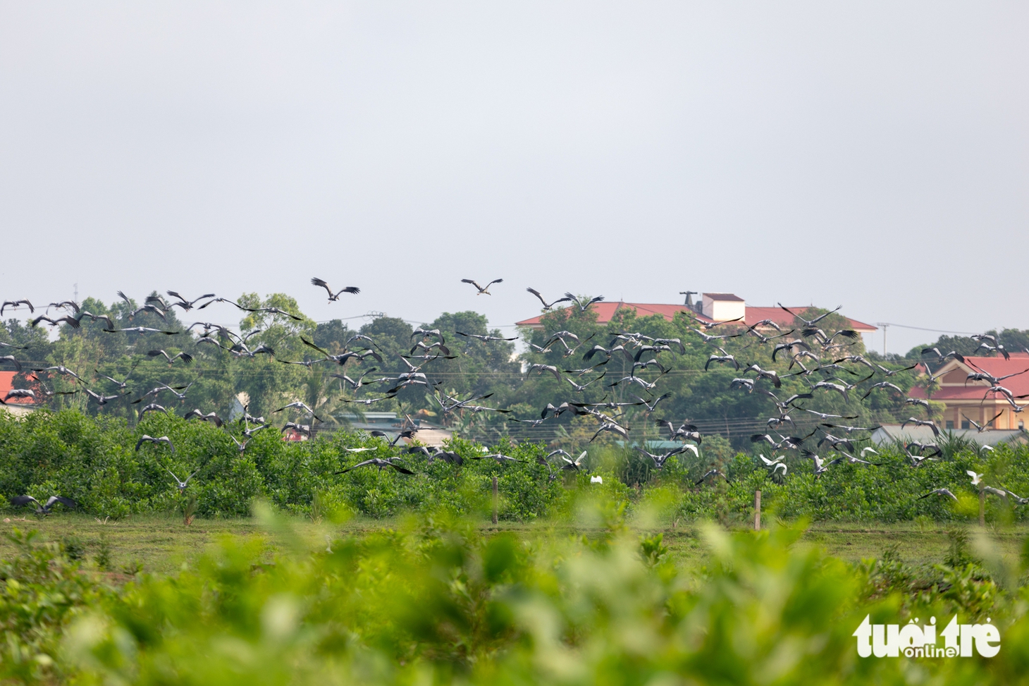 cò nhạn - Ảnh 2.