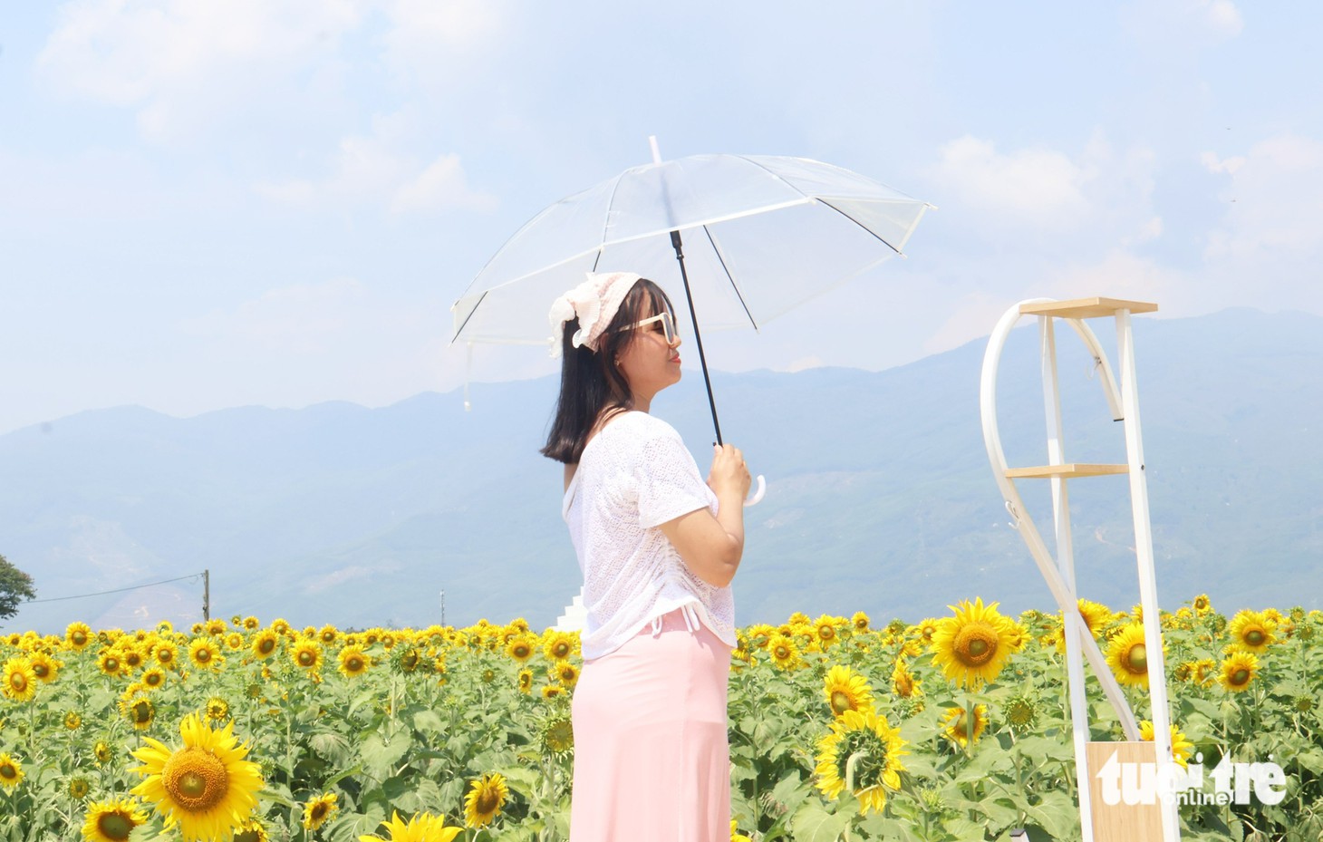 hoa hướng dương - Ảnh 6.