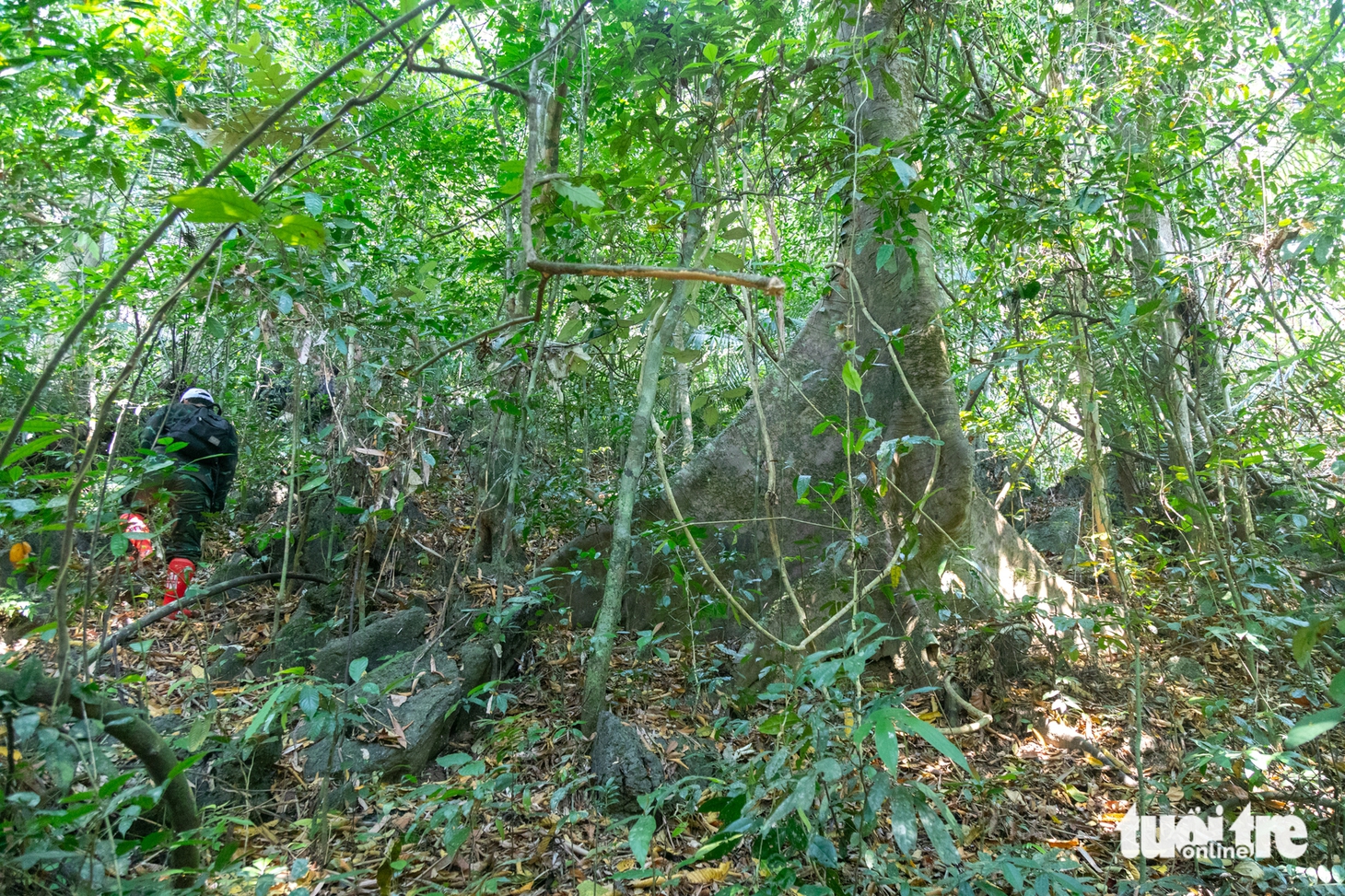 rừng nguyên sinh - Ảnh 7.