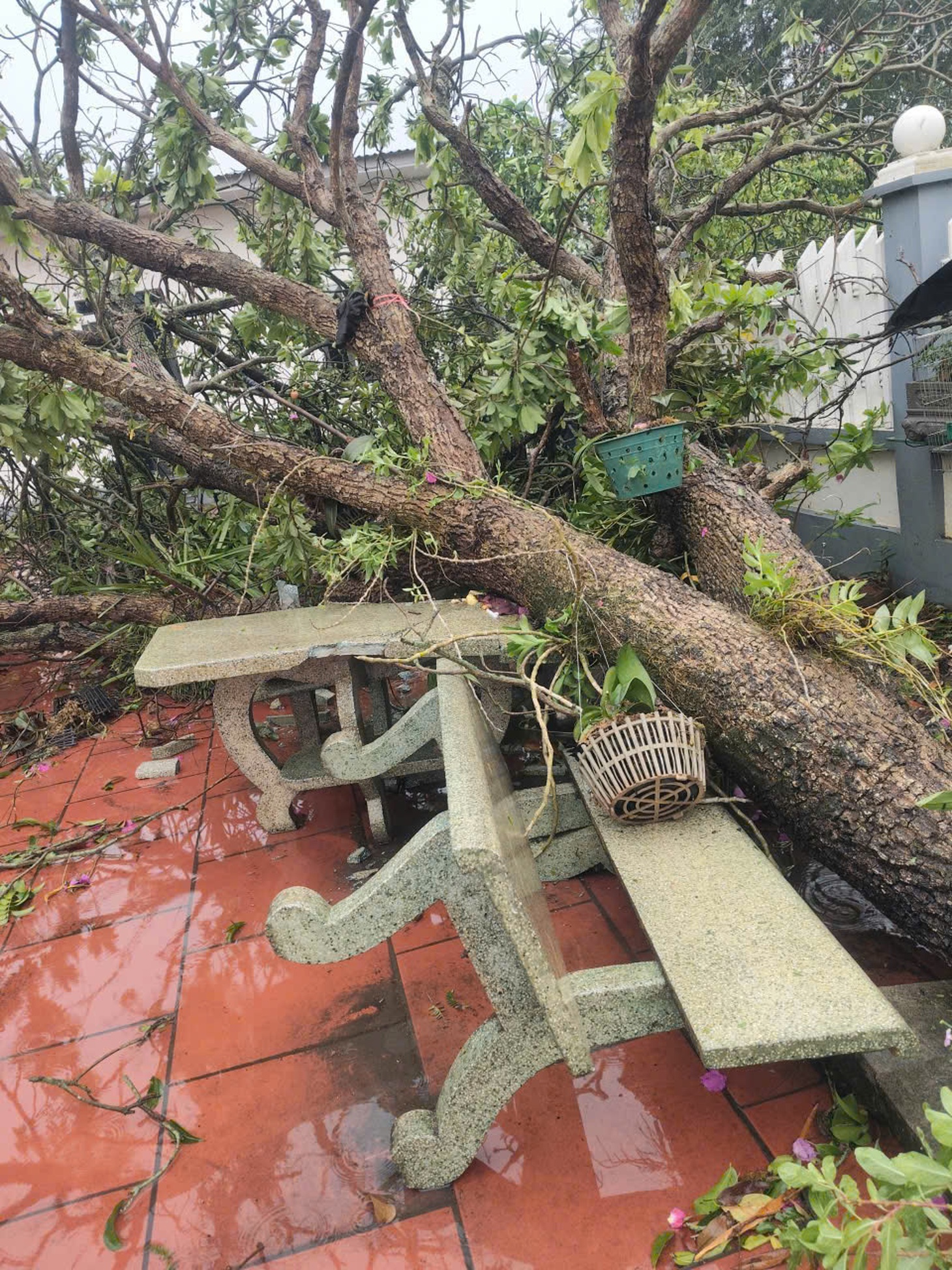 Lốc xoáy ở Phú Thọ làm 1 người bị thương, cây đổ trong cơn dông ở Thái Nguyên làm 1 người chết - Ảnh 3.