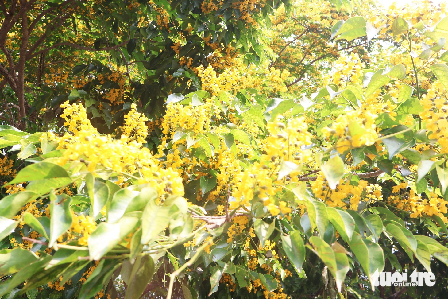 hoa sưa - Ảnh 2.