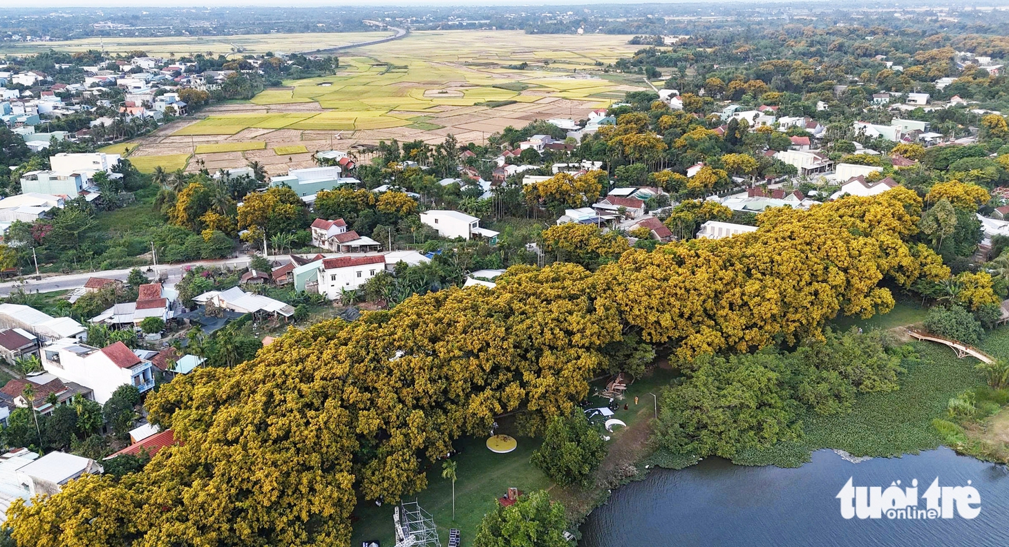 hoa sưa - Ảnh 3.