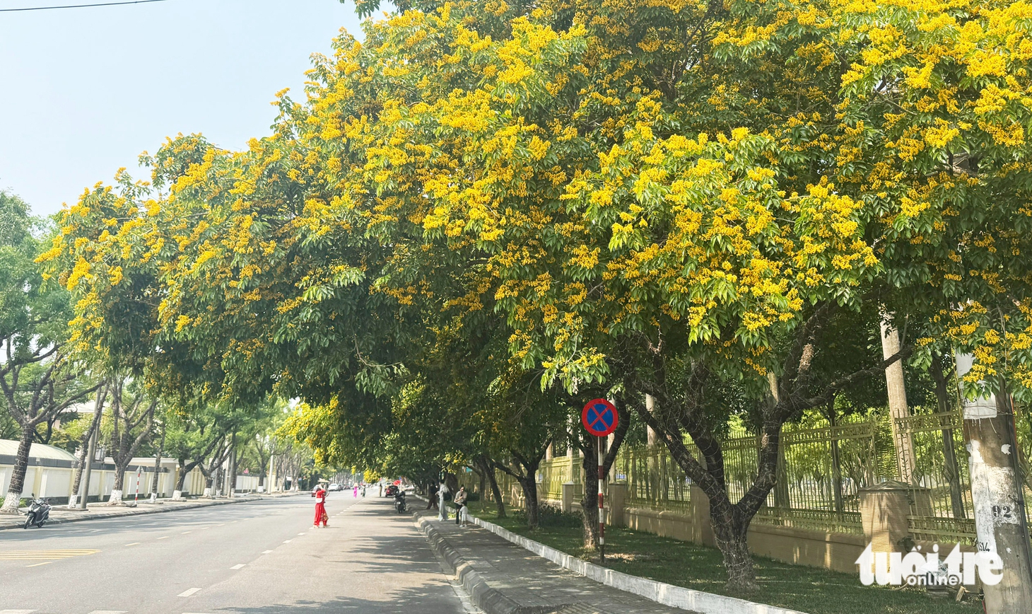 hoa sưa - Ảnh 4.
