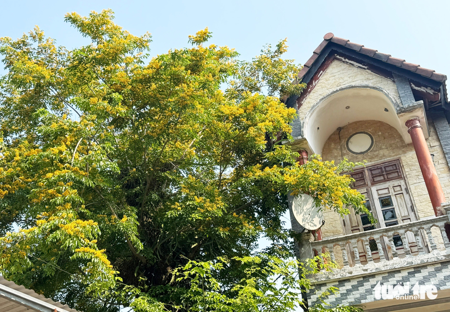 hoa sưa - Ảnh 6.