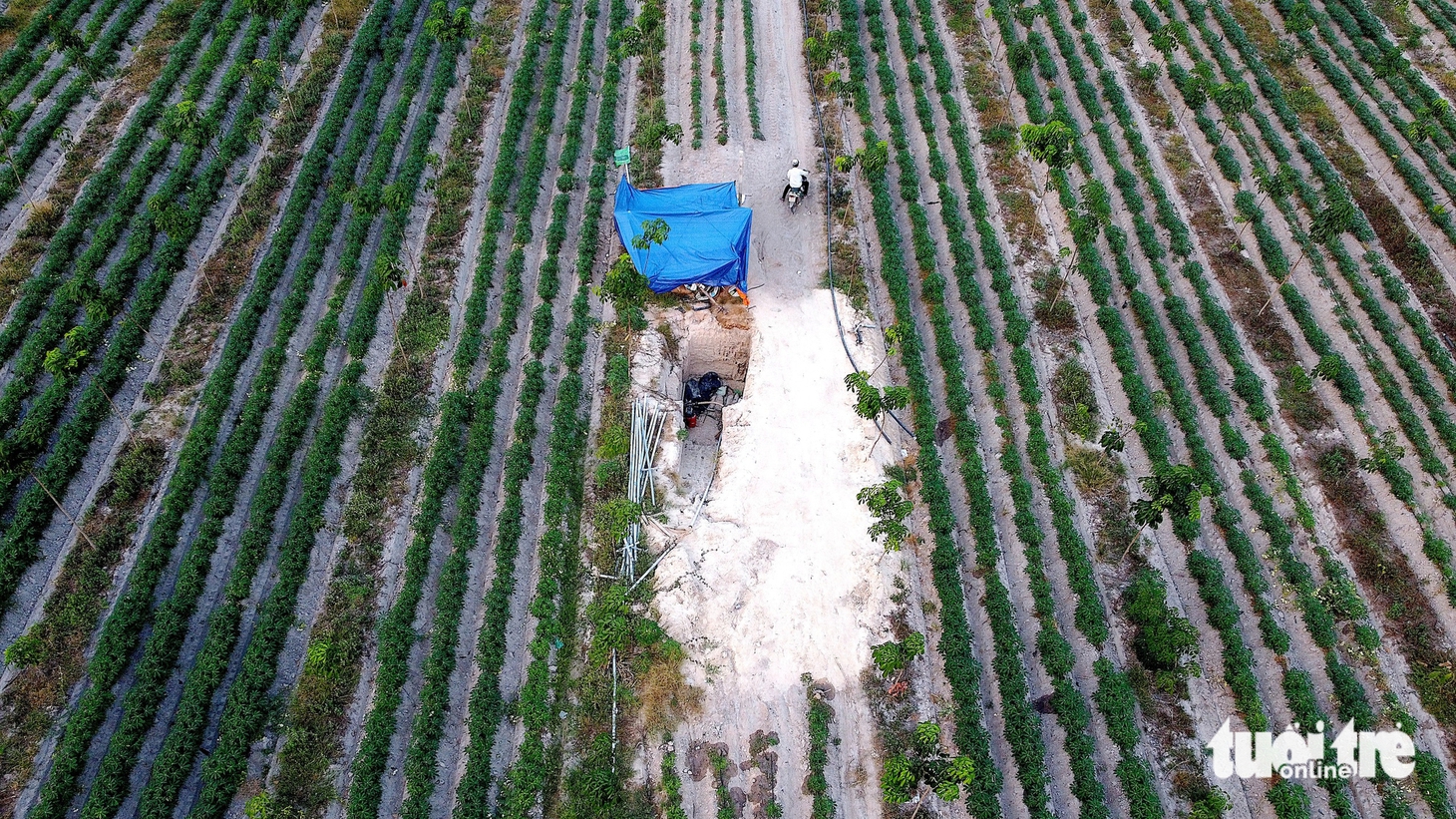 sắn - Ảnh 2.