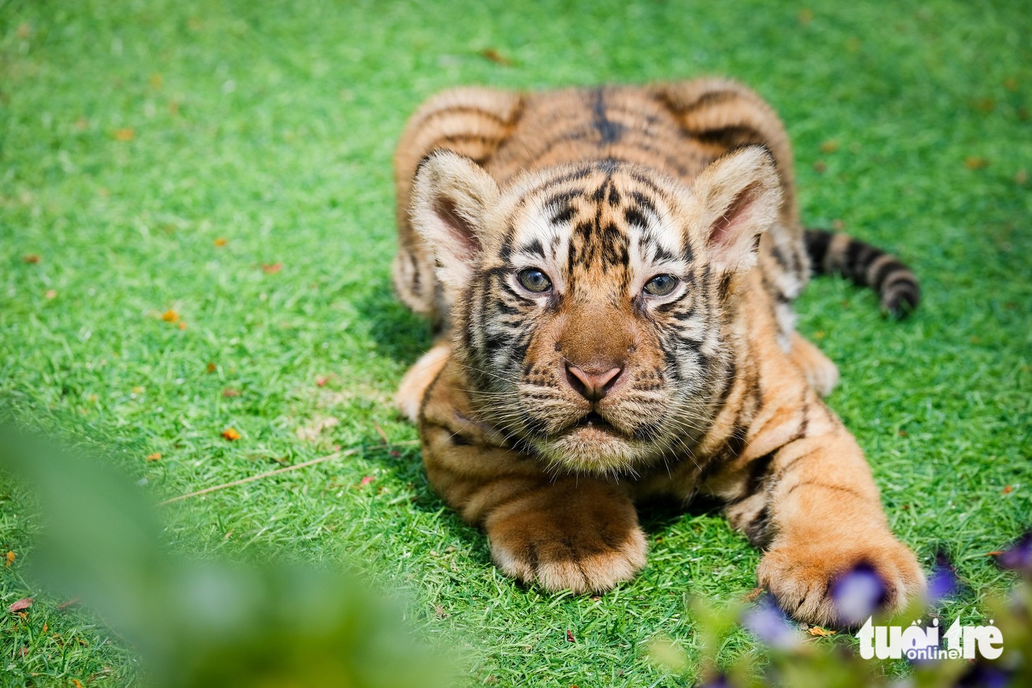 hổ Bengal - Ảnh 1.