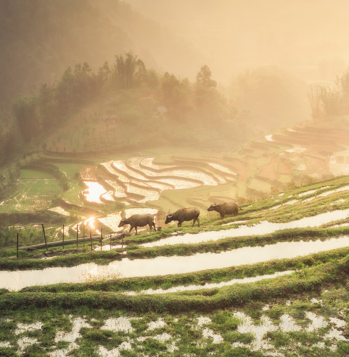 Du lịch Việt Nam 2026: Cạnh tranh bằng bản sắc, trải nghiệm tạo giá trị độc đáo - Ảnh 6.