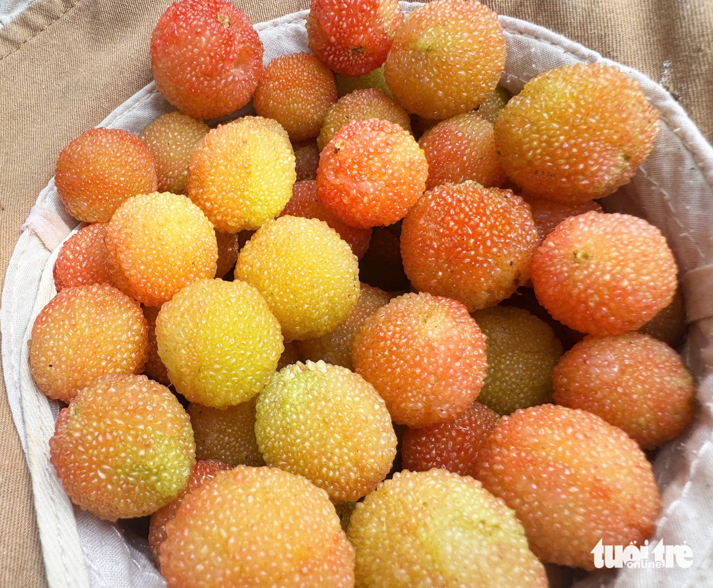 Mùa thanh mai chín rộ ở núi Ngọc Linh, chua chua, ngọt ngọt - Ảnh 1.