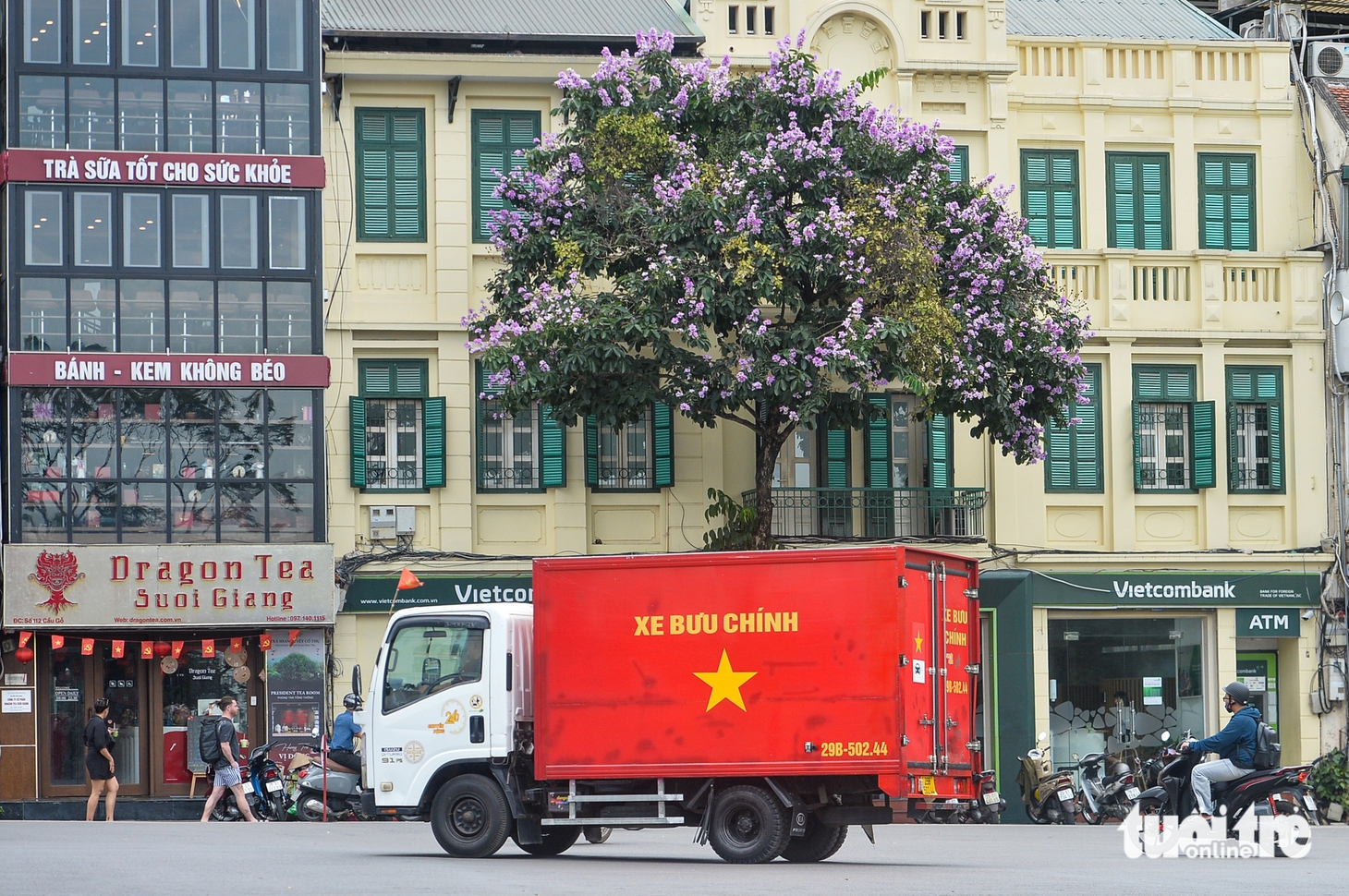 hoa bằng lăng - Ảnh 9.