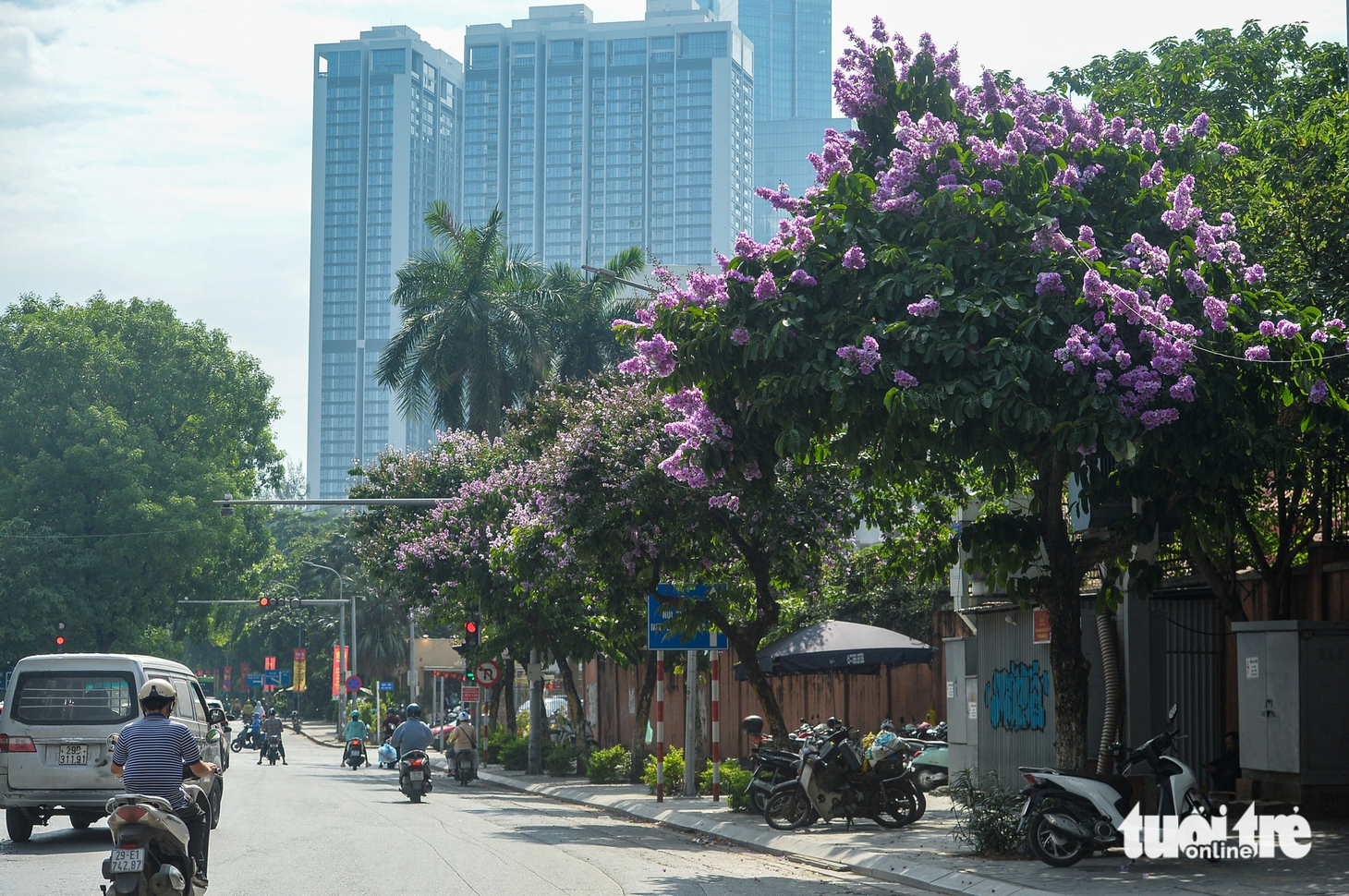 Bằng lăng nở tím rực góc phố Hà Nội - Ảnh 2.