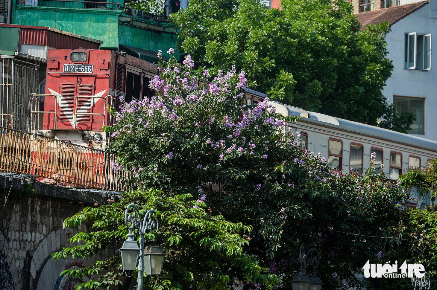 hoa bằng lăng - Ảnh 8.