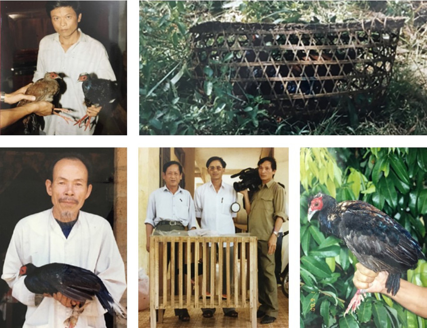 gà lôi lam mào trắng - Ảnh 8.