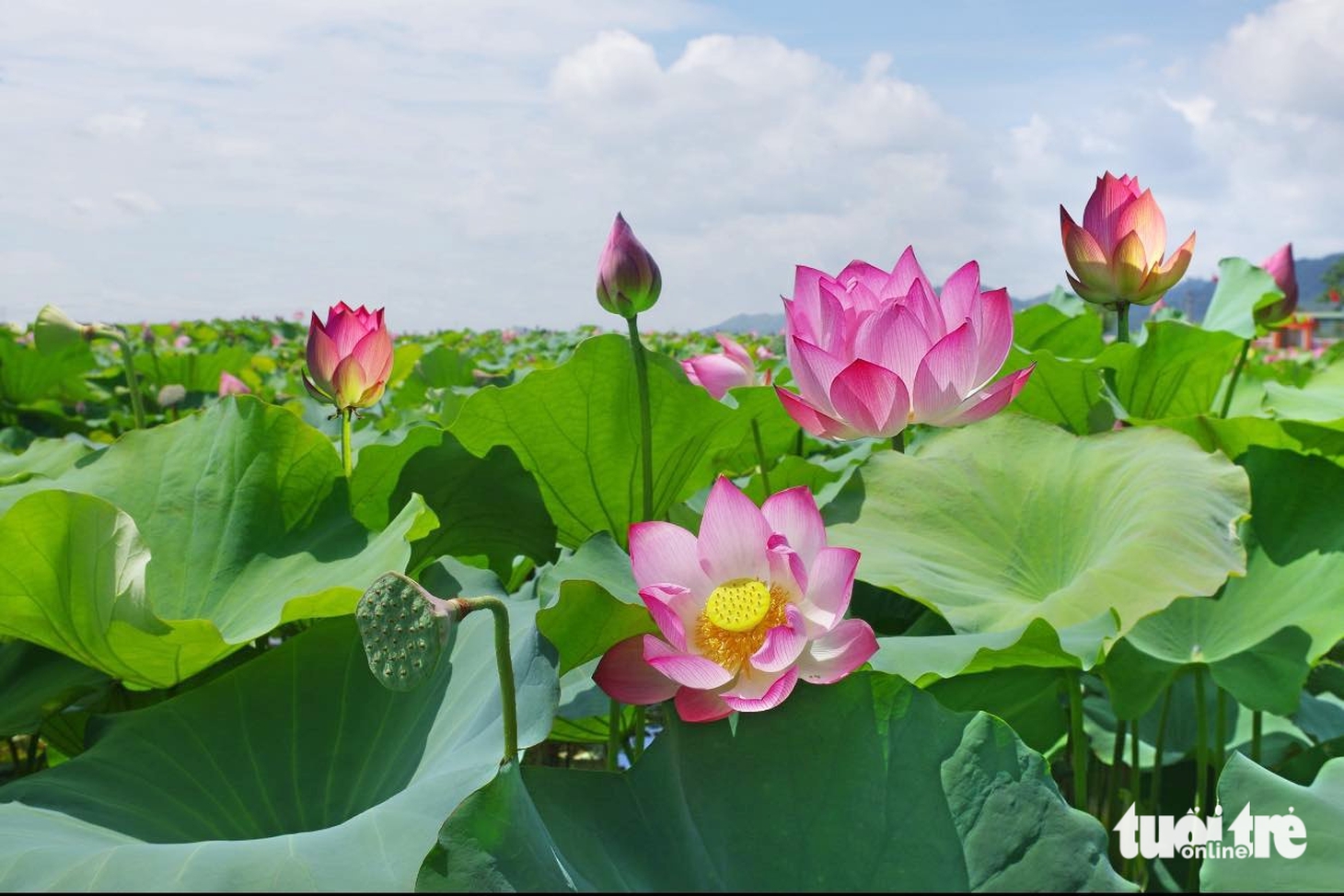 Kim Liên tháng 5, nơi triệu người tìm về quê Bác - Ảnh 2.
