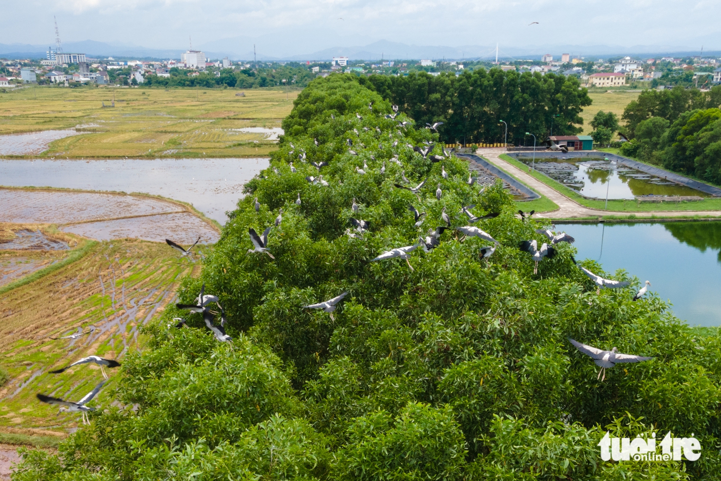 Cò nhạn, cò trắng phủ kín cánh đồng sau mùa gặt - Ảnh 5.