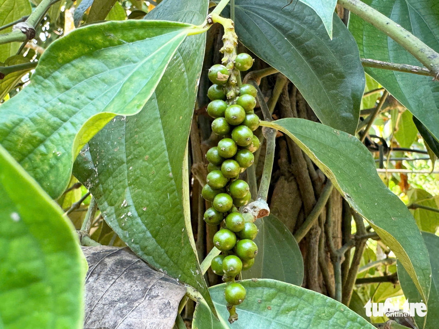 hồ tiêu - Ảnh 3.