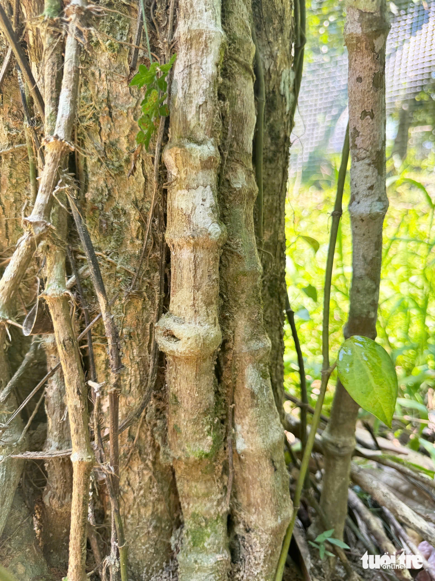 hồ tiêu - Ảnh 9.