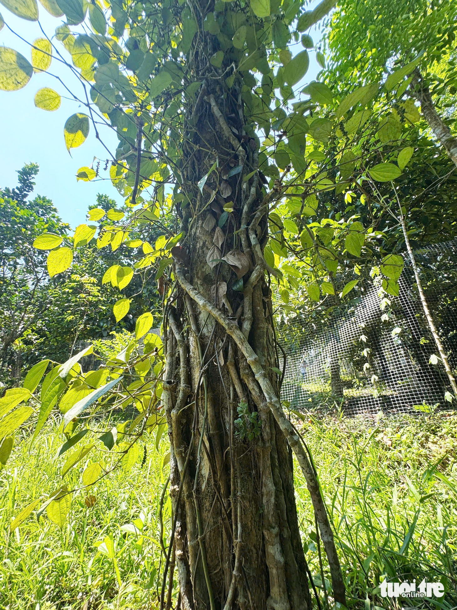 hồ tiêu - Ảnh 11.