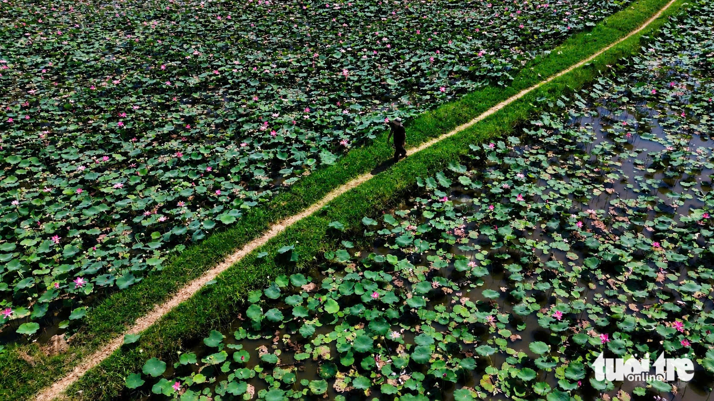 Du khách 'lên đồ' đổ về hồ sen Khánh Hòa săn ảnh đầu hè - Ảnh 5.