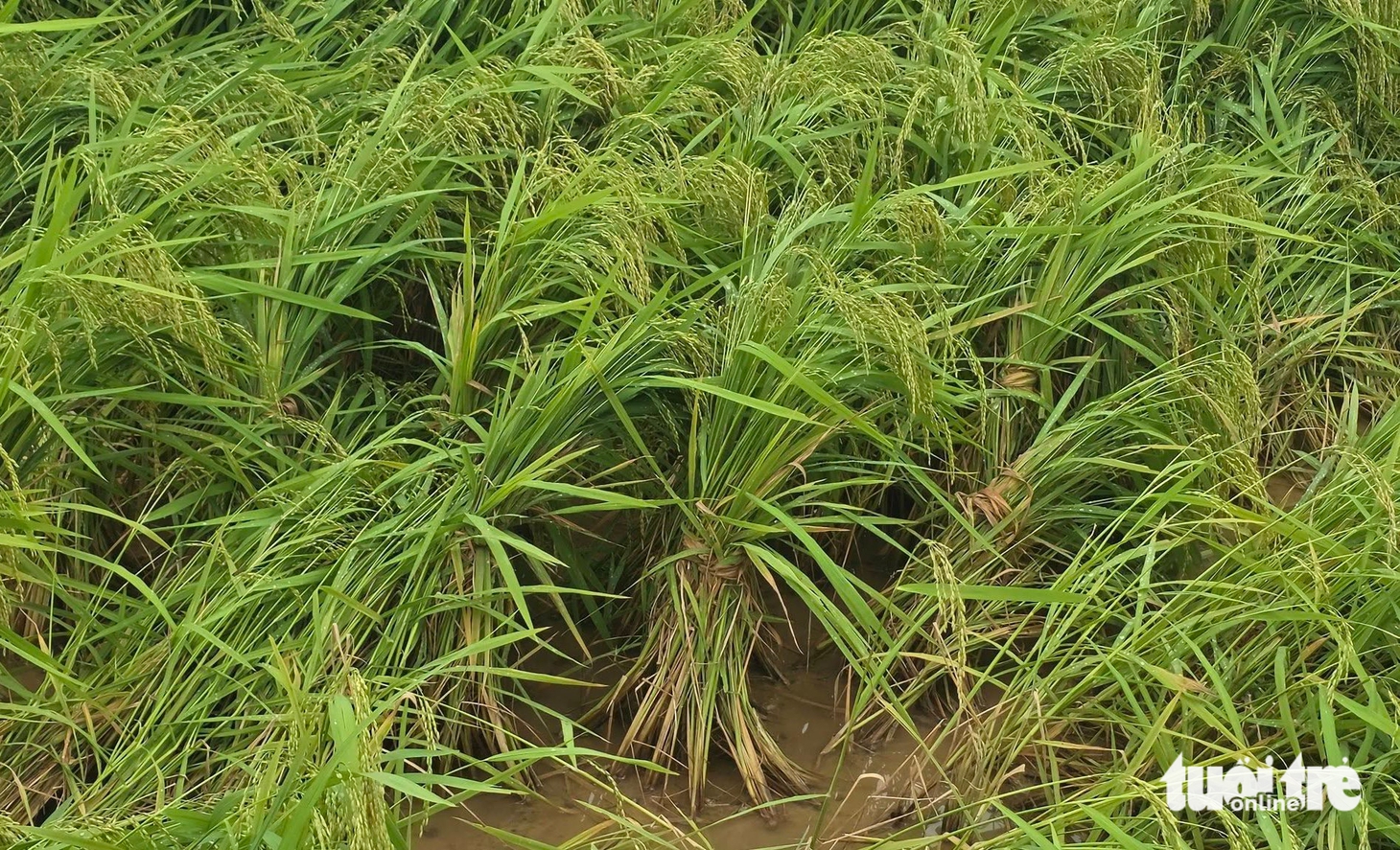 dông lốc - Ảnh 9.