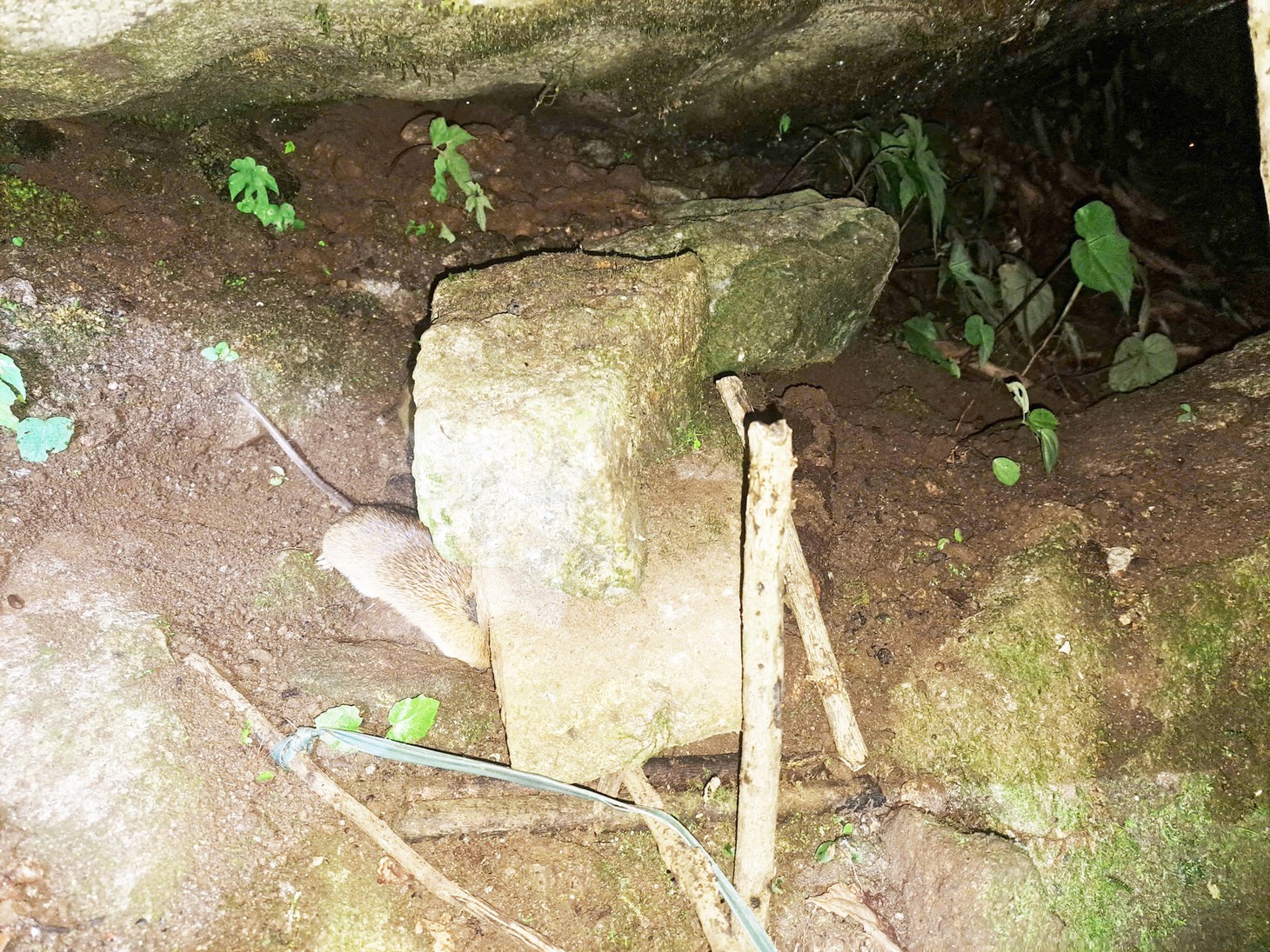 trộm sâm - Ảnh 10.