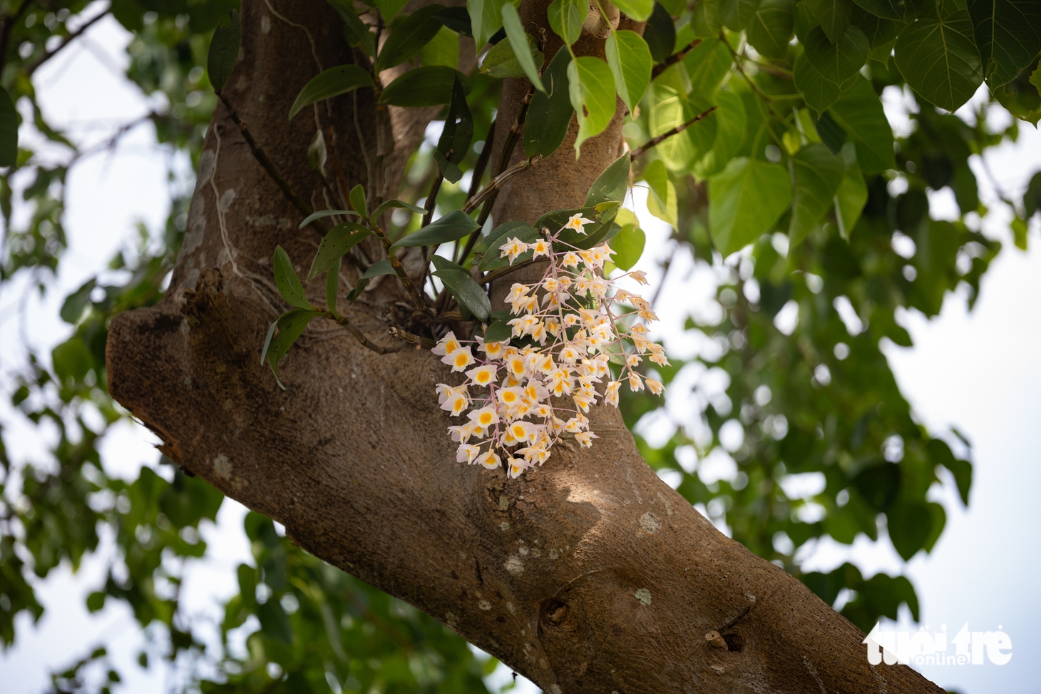 tri ân liệt sĩ - Ảnh 2.