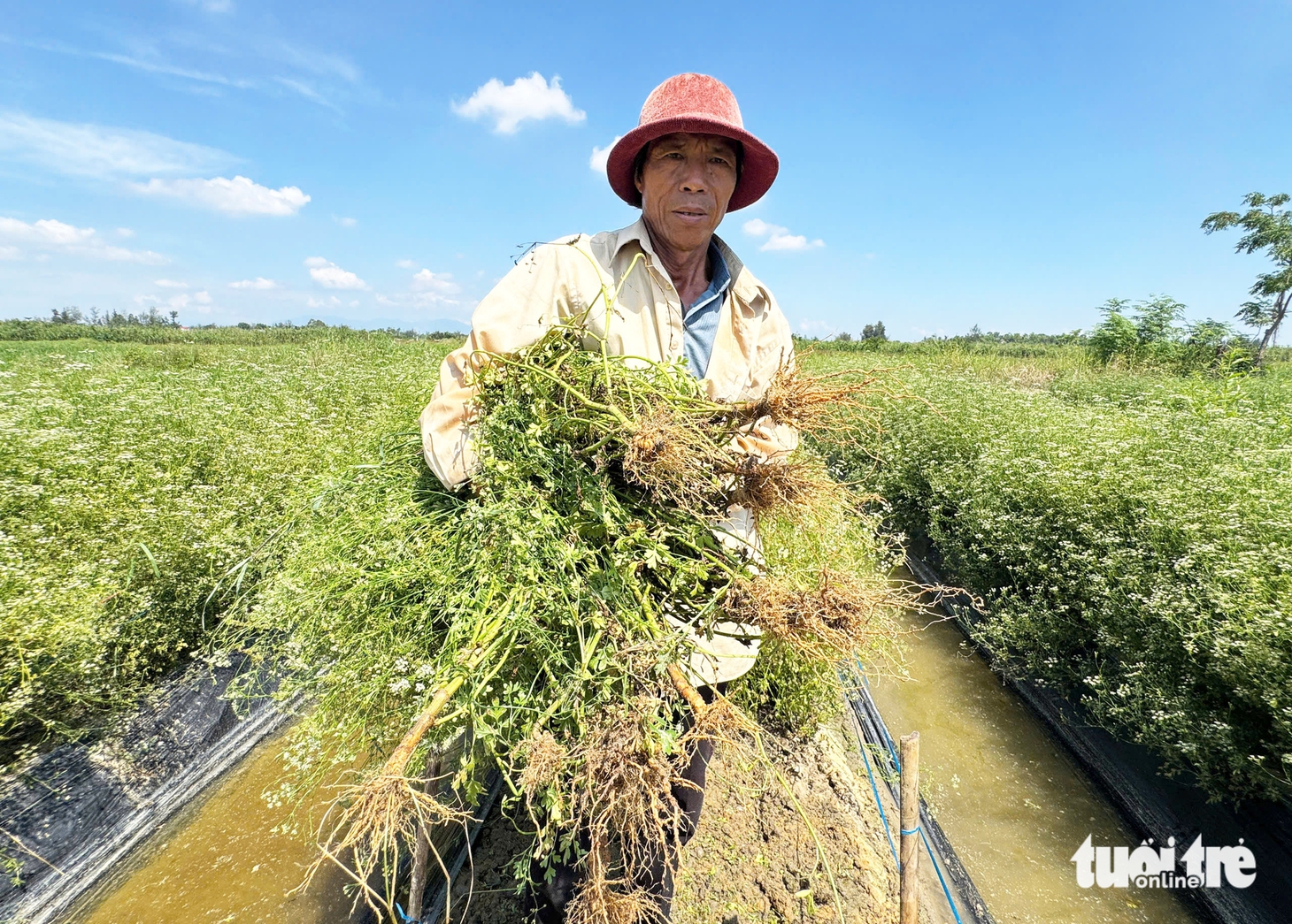 Đồng 'lá thơm' ở Đà Nẵng mùa thu hoạch, từ đầu làng cuối xóm ngát hương - Ảnh 1.