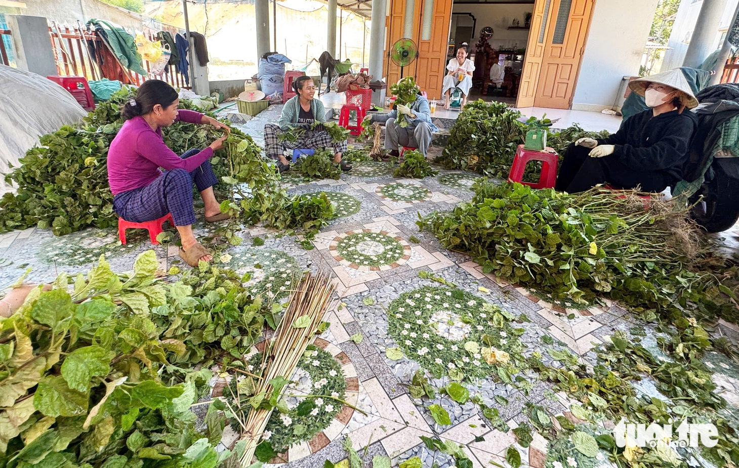 Đồng 'lá thơm' ở Đà Nẵng mùa thu hoạch, từ đầu làng cuối xóm ngát hương - Ảnh 10.