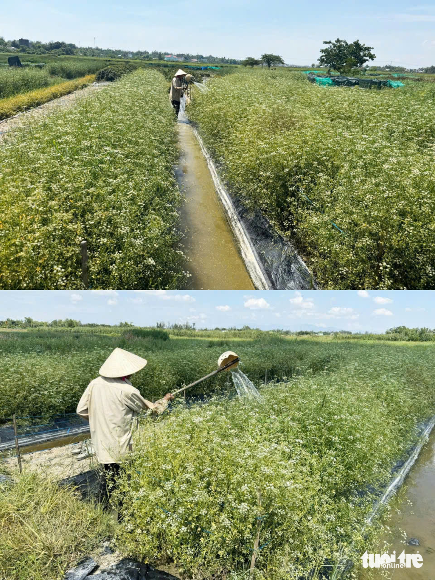 lá mùng Năm - Ảnh 12.